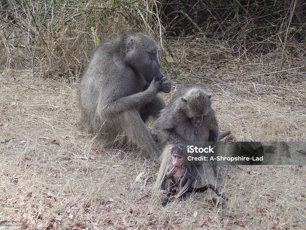 Monkeys 010 Monkeys in the Kruger Game Reserve, Mpumalanga, South Africa Animal Family Stock Photo