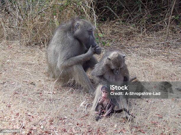 Monkeys 010 Stock Photo - Download Image Now - Animal Family, Animals In The Wild, Arboreal Animal