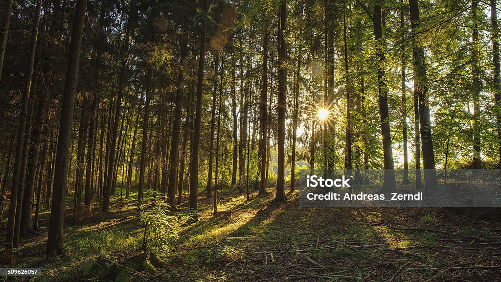 Indian Summer Enchanted Summer Morning Forrest in Germany. Sunrays shining through the woods Autumn Stock Photo