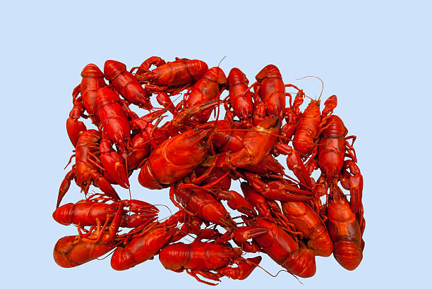 Freshwater Crayfish stock photo
