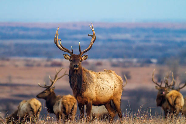 bull elk with herd, Kansas bull elk with herd on hill, Maxwell Wildlife Preserve, Kansas wapiti stock pictures, royalty-free photos & images