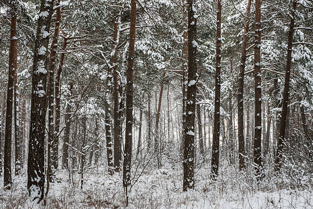 winterworld - baumreihe imagens e fotografias de stock