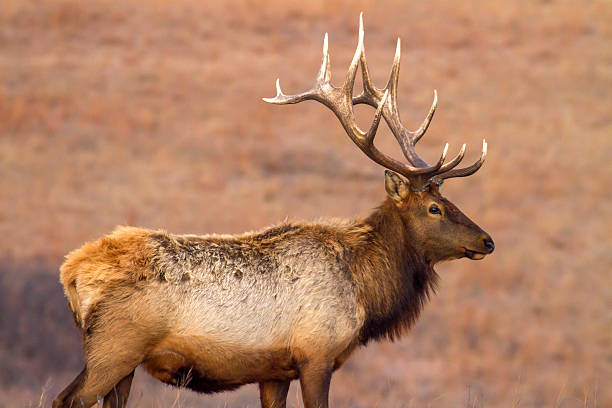 istock elk, Kansas prairie 509626508
