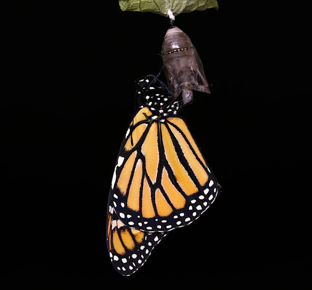 Monarch Butterfly coming out of Chrysalis stock photo