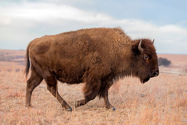 150+ Kansas Buffalo Photos Stock Photos, Pictures & RoyaltyFree Images