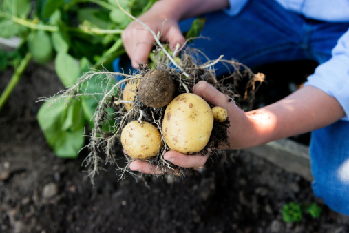 Organic vegetables. Healthy food. Fresh harvesting organic potato bulbs in farmers hands. Agriculture or farming concept. Close up