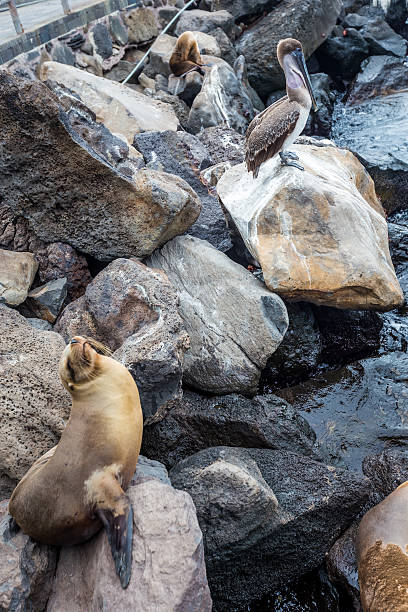 istock sea lion in the Galpagos Islands 509627628