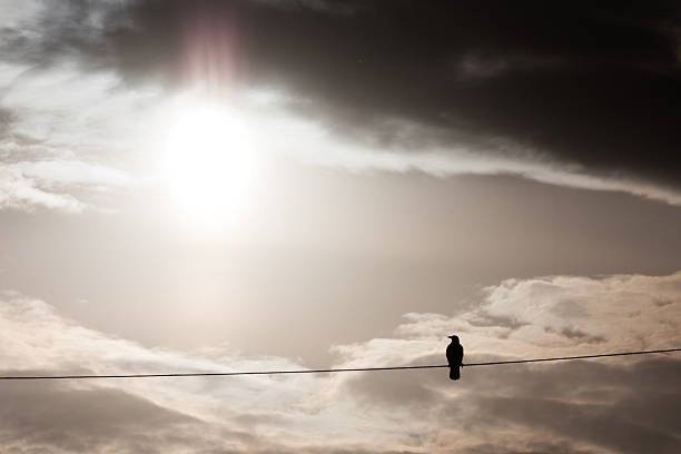 istock Crow sitting on a wire in front of the sun 509627747