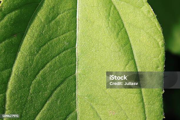 Green Leaf Closeup Stock Photo - Download Image Now - Abstract, Botany, Chlorophyll