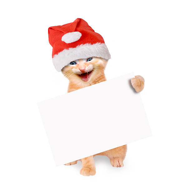 istock smiling cat with santa hat and banner, isolated 509627941