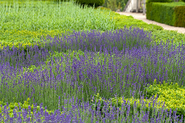 istock Garden with the flourishing lavender 509628341