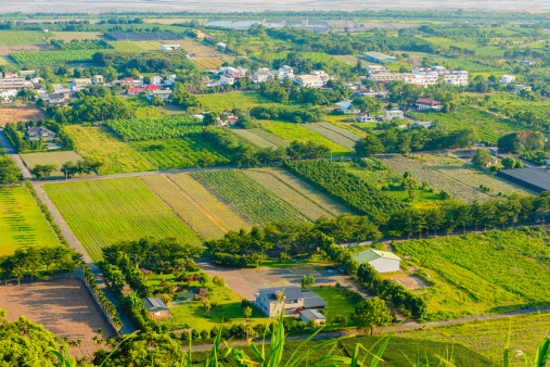 green rice field in Taitung, Taiwan