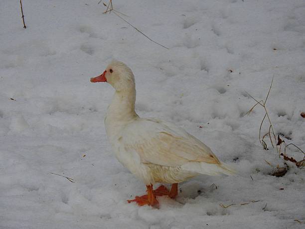 istock White duck in the snow 509628550