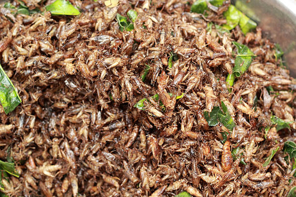 istock close up of fried insect 509628567