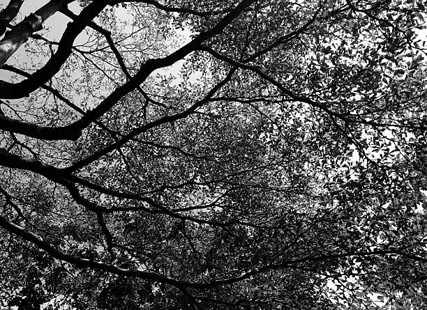 Photo of tree and branches silhouette