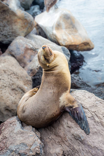 istock sea lion in the Galpagos Islands 509628800