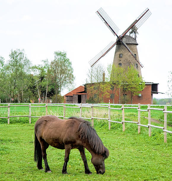 Restored traditional windmill countryside with brown pony grazing on pasture. Location: North Rhine Westphalia, Germany.