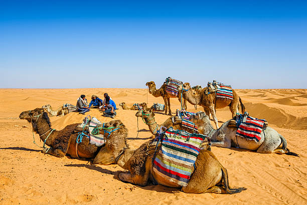 adiestrador de camellos dromedarios y descansar en las dunas del desierto del sáhara - great sand sea fotografías e imágenes de stock