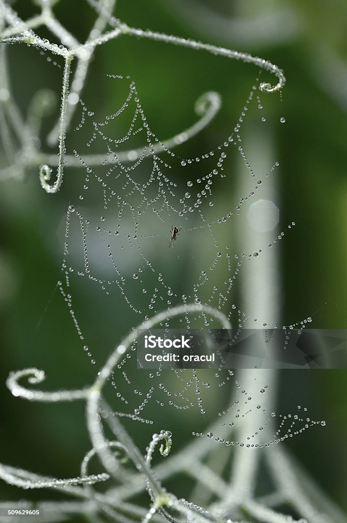 Spiderweb with dew. spider web with dew drops close up. Animal Markings Stock Photo