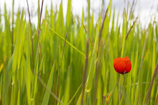 Poppy in green background, with grass.