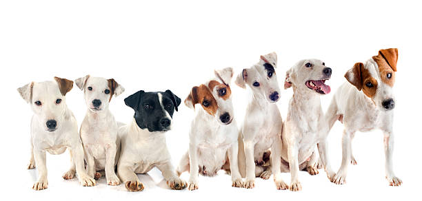 istock group of jack russel terrier 509629883