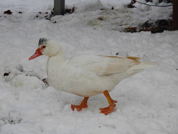 istock White duck walking  in the snow 509629964