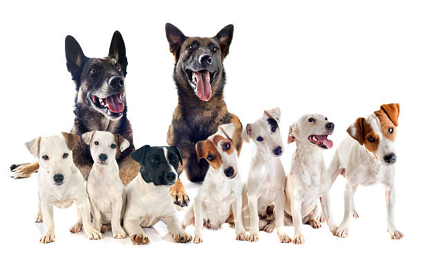 istock group of jack russel terrier and malinois 509630129