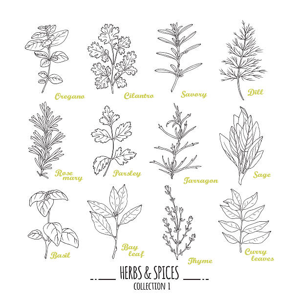 stockillustraties, clipart, cartoons en iconen met hand drawn herbs and spices collection. outline style seasonings - kruid