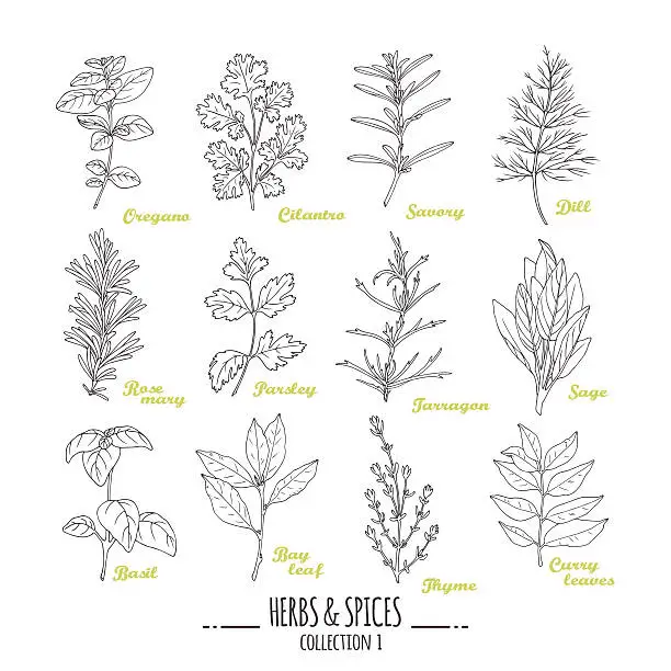 Vector illustration of Hand drawn herbs and spices collection. Outline style seasonings