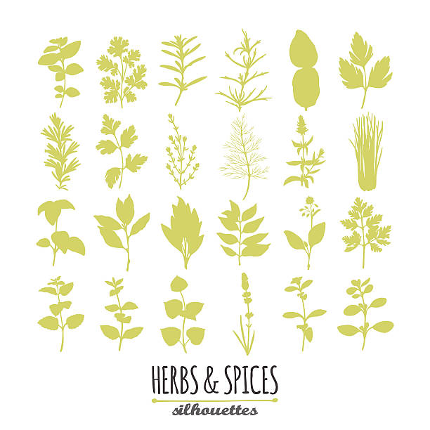 sammlung von handgezeichnet würzigen kräutern silhouetten. kulinarische elemente für - herb tarragon thyme parsley stock-grafiken, -clipart, -cartoons und -symbole