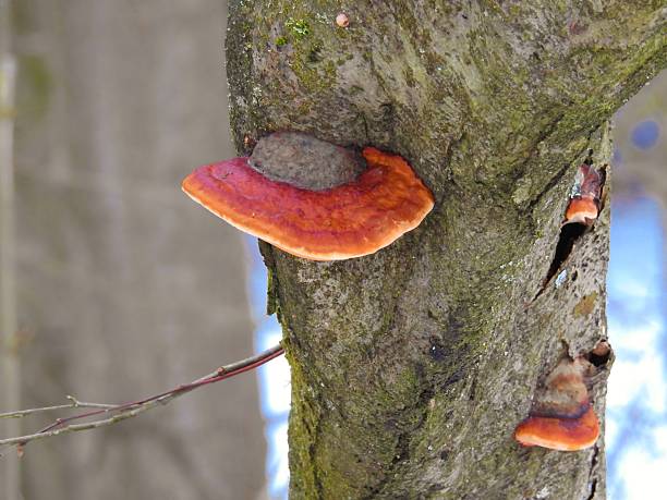 istock Woodfailing Mushrooms 509631126