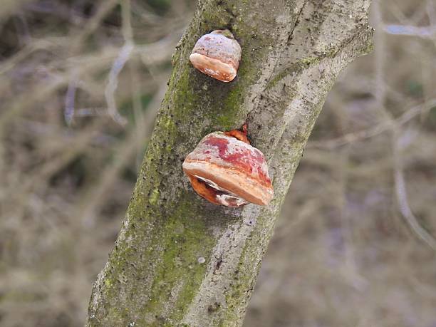Woodfailing mushrooms on a tree trunk