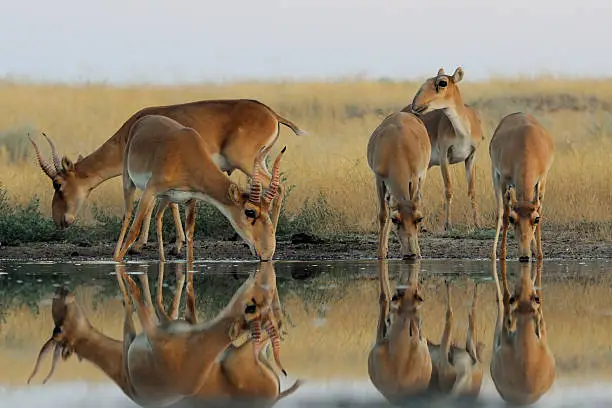 Critically endangered wild Saiga antelopes (Saiga tatarica) at watering in morning steppe. Federal nature reserve Mekletinskii, Kalmykia, Russia, August, 2015