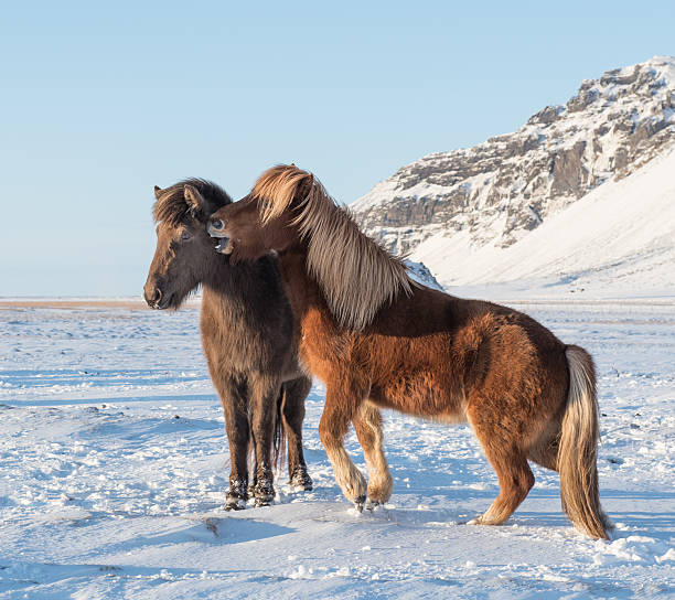 islandés caballos mostrando cariño - horse iceland winter snow fotografías e imágenes de stock