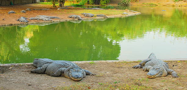 os crocodilos no rio banco - hamat gader - fotografias e filmes do acervo