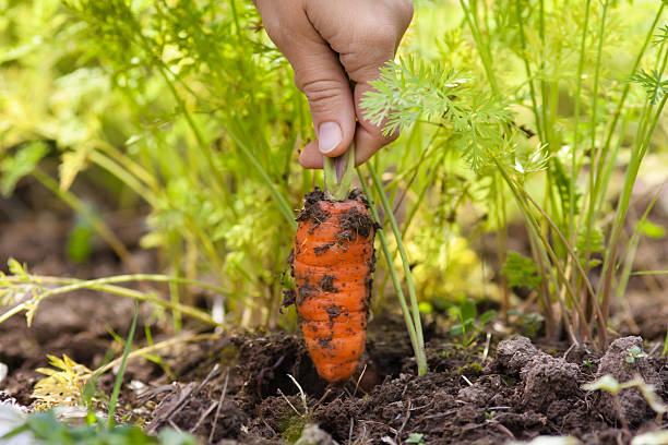 hands of woman pulling carrot in vegetable garden, closeup