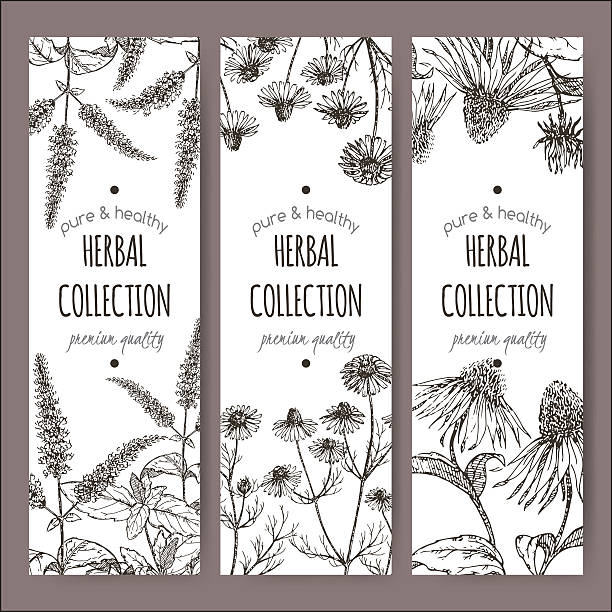 травяной чай этикетки для стоп с перечной мятой и ромашка, эхинацея - chamomile chamomile plant tea herbal medicine stock illustrations