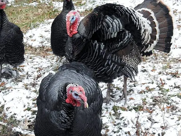 Turkey hens in a yard