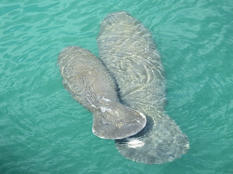 Manatee and her calf  swimming in a lagoon near a power plant. They are on Florida's \