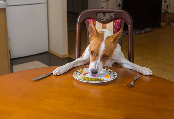 istock Smart Basenji dog is having lunch in own dining room 509638266