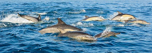 istock Group of dolphins swimming in the ocean 509638516