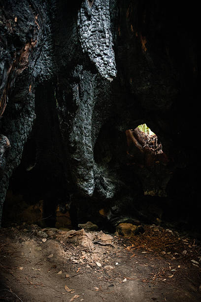 Inside A Coast Redwood 
