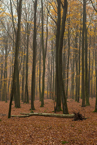 Forest Mist bildbanksfoto
