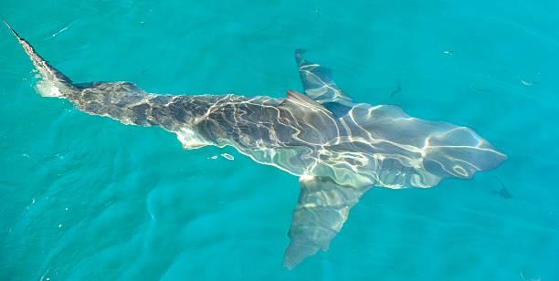 istock Great White shark in the water. 509638792