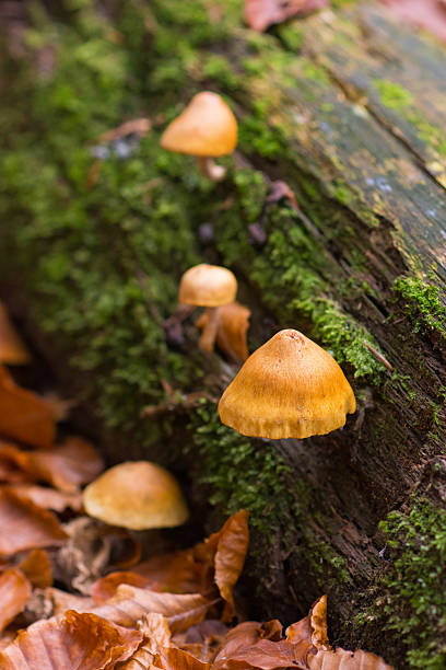 Log Fungus bildbanksfoto