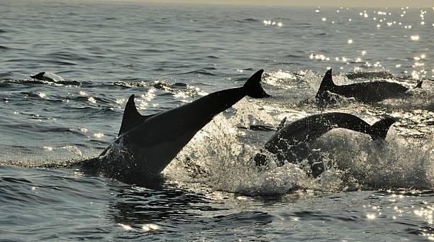 istock Dolphins swimming in the ocean 509638938