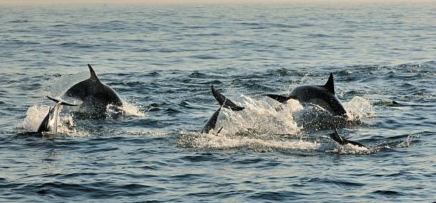 istock Group of dolphins hunting for fish. 509639026