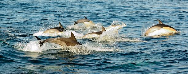 istock Group of dolphins jumping in the ocean 509639090