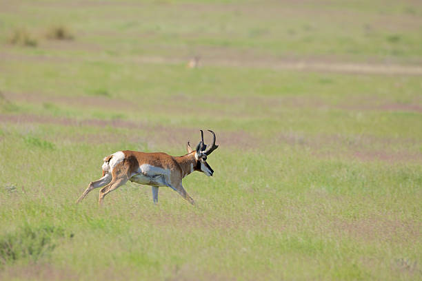 istock Pronghorn antelope Buck Running 509639511