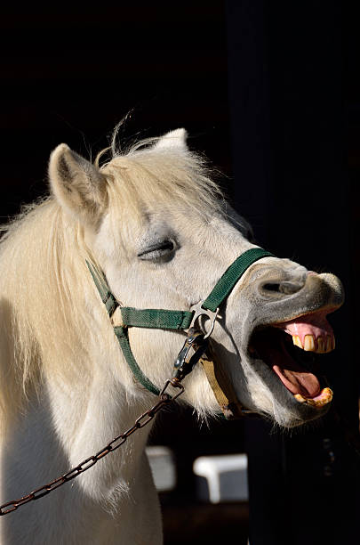 istock Face of pony 509639989